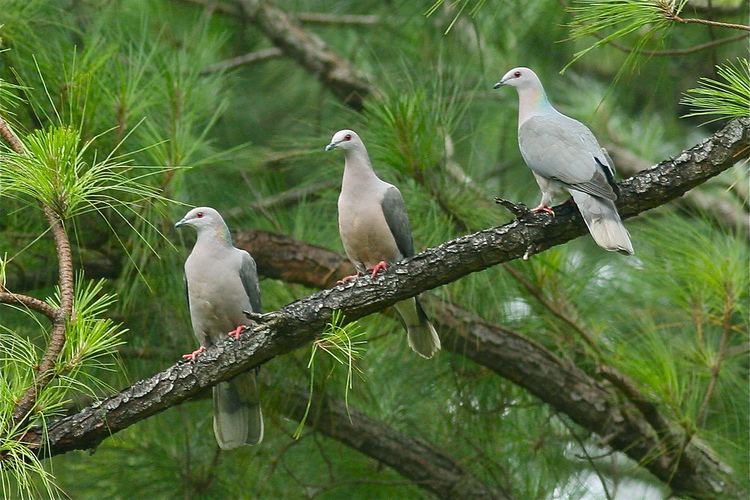 Ring-tailed pigeon Ringtailed Pigeon Patagioenas caribaea An island endemi Flickr