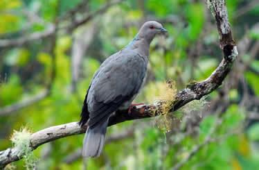 Ring-tailed pigeon Genus Patagioenas RingTailed pigeon