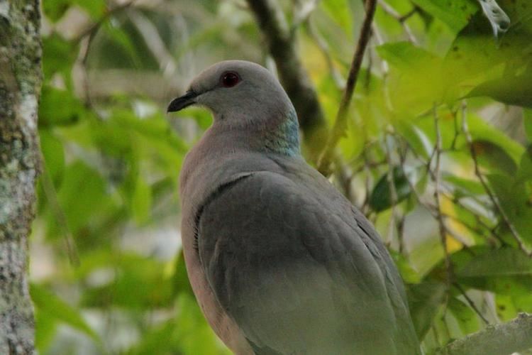 Ring-tailed pigeon Ringtailed Pigeon Patagioenas caribaea videos photos and sound