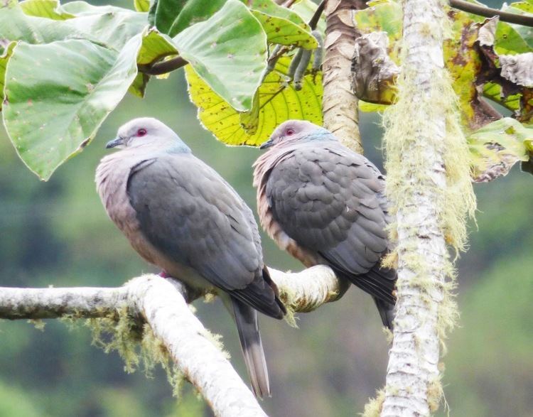 Ring-tailed pigeon Birds on the brain March 2015