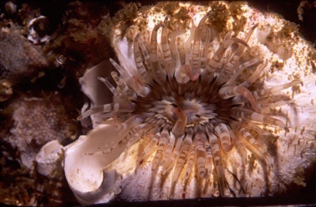 Ring-tentacle anemone