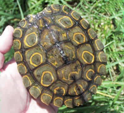 Ringed map turtle Ringed Map Turtle Graptemys oculifera Family Emydidae Map Turtles