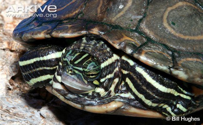 Ringed map turtle Ringed map turtle videos photos and facts Graptemys oculifera