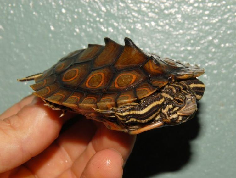 Ringed map turtle Ringed Map Turtles for sale from The Turtle Source