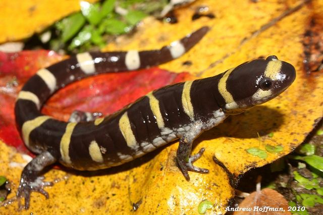 Ringed salamander - Alchetron, The Free Social Encyclopedia