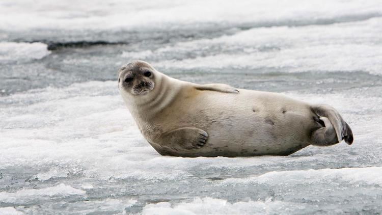 Ringed seal Largest ever protected habitat proposed for Arctic ringed seals