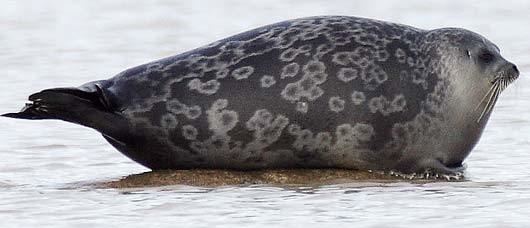 Ringed seal Ringed Seal Small Populous Arctic Loner Animal Pictures and