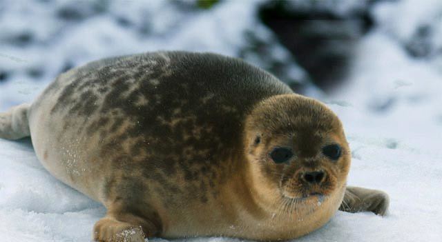 Ringed seal Ringed Seal Facts The Smallest Seals of the World Pictures
