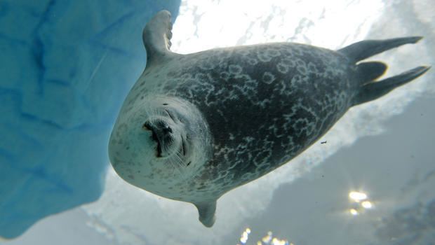 Ringed seal Federal government proposes habitat protection for Arctic ringed