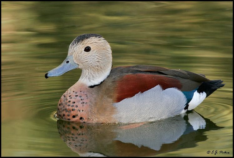 Ringed teal Ringed Teal Page