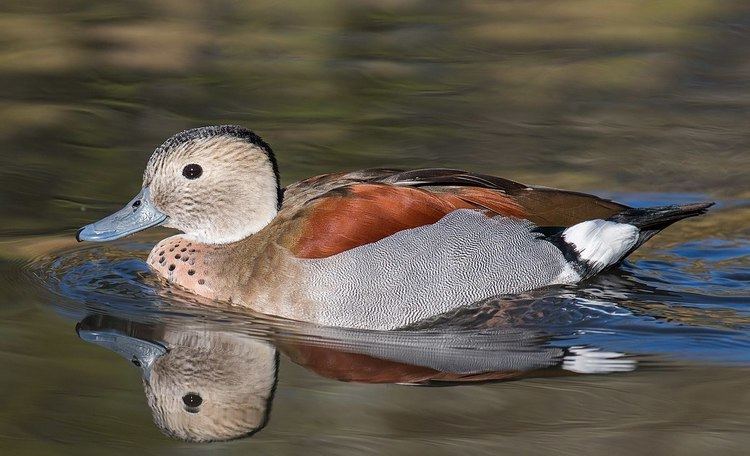 Ringed teal Ringed teal Wikipedia