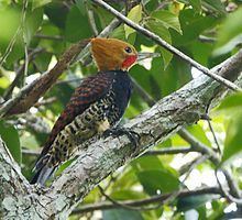 Ringed woodpecker httpsuploadwikimediaorgwikipediacommonsthu