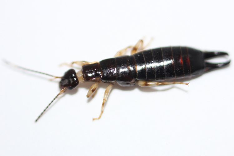 Ringlegged earwig Ringlegged Earwig Euborellia annulipes stevenw12339 Flickr