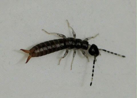 Ringlegged earwig Ringlegged Earwig Euborellia annulipes