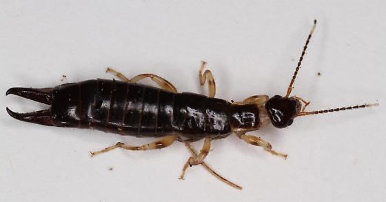 Ringlegged earwig Ring legged earwig Euborellia annulipes BugGuideNet