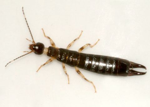 Ringlegged earwig Earwigs 1800PestControl