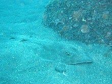 Ringstreaked guitarfish httpsuploadwikimediaorgwikipediacommonsthu