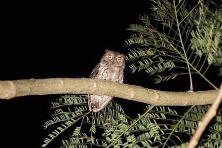 Rinjani scops owl New Owl Species and other breaking news Birding Frontiers