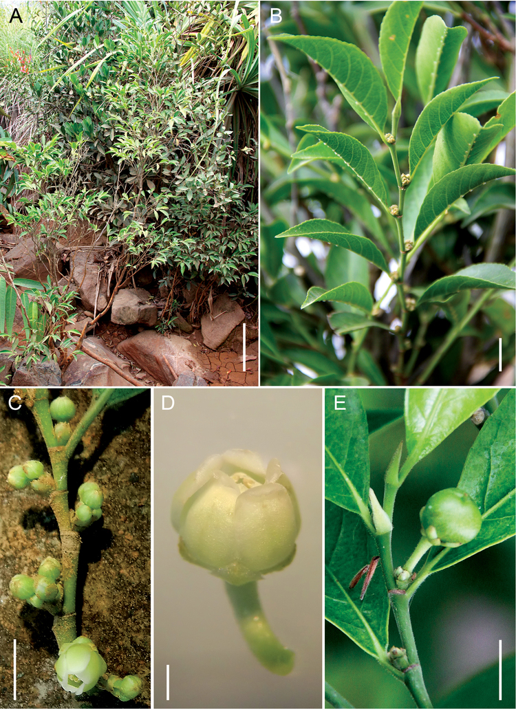 Rinorea Rinorea niccolifera Violaceae a new nickelhyperaccumulating