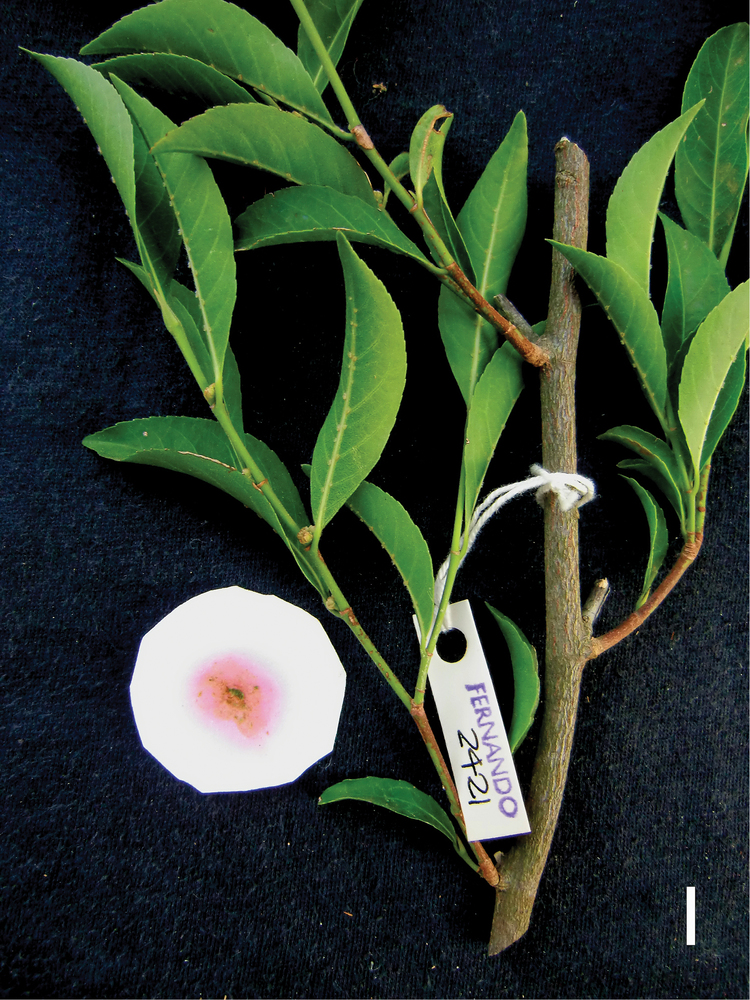 Rinorea niccolifera Rinorea niccolifera Violaceae a new nickelhyperaccumulating