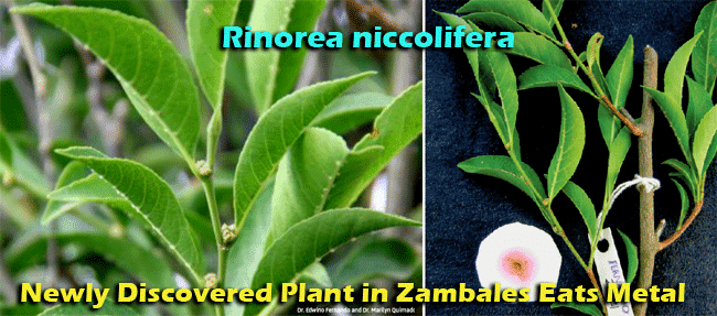 Rinorea niccolifera Newly Discovered Plant Rinorea niccolifera in Zambales Eats Metal