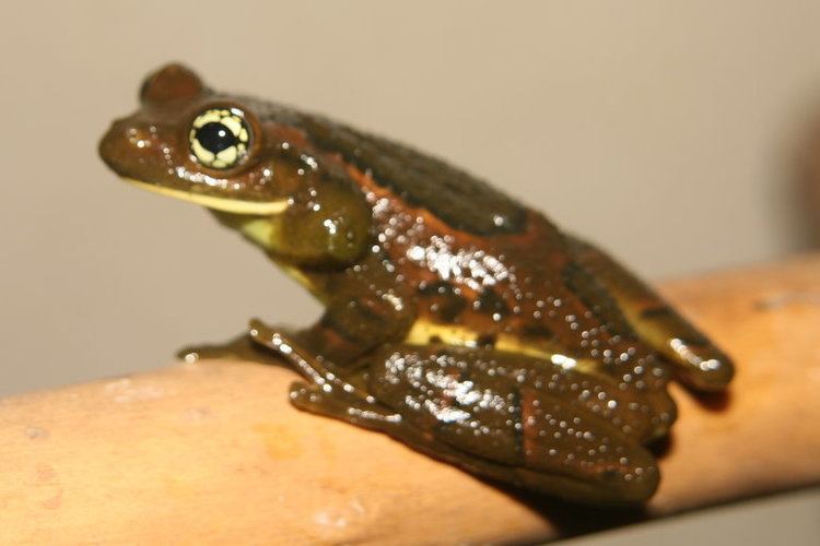 Rio golden-eyed tree frog