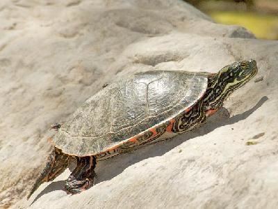 Rio Grande cooter Southwestern Center for Herpetological Research Turtles of the