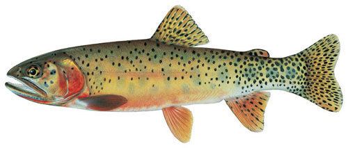 Rio Grande cutthroat trout New Mexico Trout Species Rio Grande Cutthroat