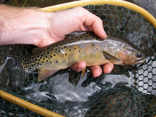 Rio Grande cutthroat trout Native Trout Fly Fishing Rio Grande Cutthroat Trout