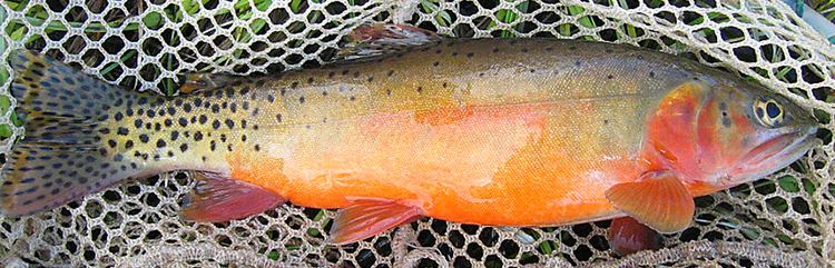 Rio Grande cutthroat trout Rio Grande Cutthroat Trout New Mexico Department of Game amp Fish