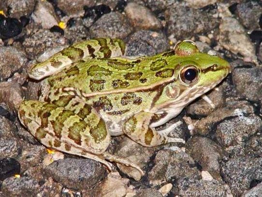 Rio Grande leopard frog Frog Blog Central Texas Leopard FrogsLithobates sphenocephalus vs