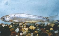 Rio Grande silvery minnow Rio Grande Silvery Minnow The Art of Compromise KUNM