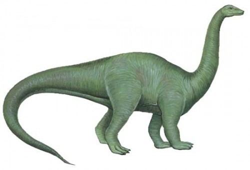Riojasaurus Riojasaurus Dinosaur facts information Riojasaurus challengeri