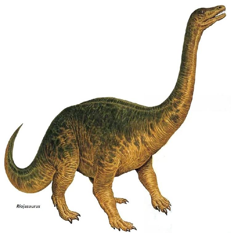 Riojasaurus imagesdinosaurpicturesorgriojasaurus2f2d5jpg