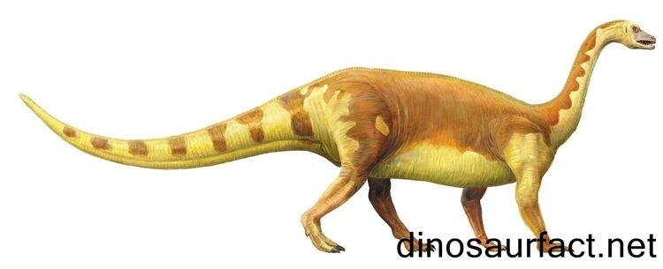 Riojasaurus Riojasaurus dinosaur