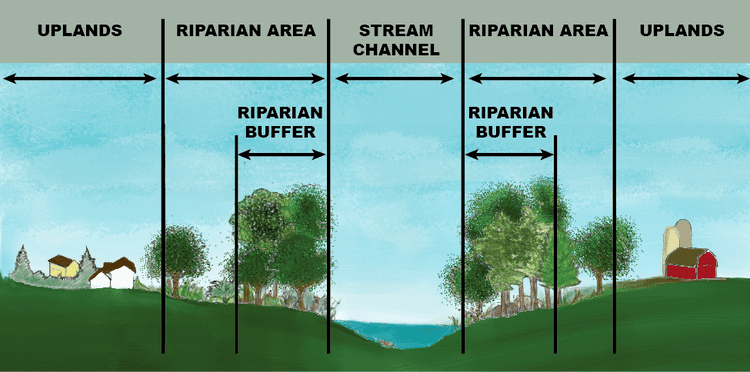 Riparian buffer Around the Water Cooler Riparian Buffers It All Starts with Science