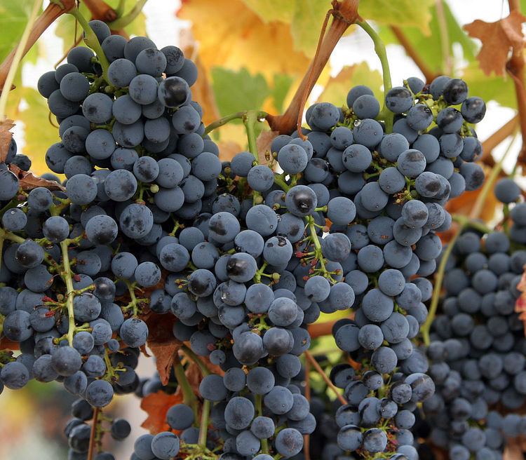 Ripeness in viticulture
