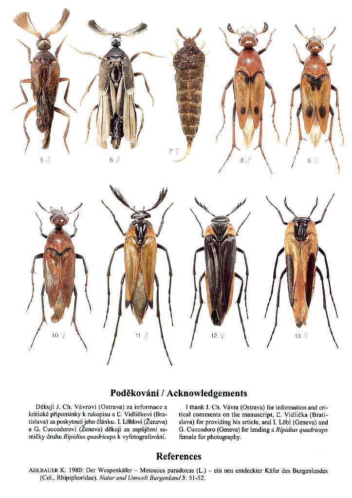 Ripiphoridae Ripiphoridae quotIcones Insectorum Europae Centralisquot