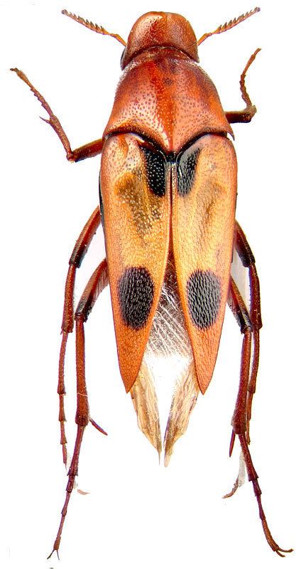 Ripiphoridae Ripiphoridae