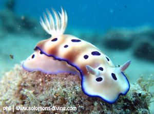 Risbecia Nudibranch Solomons Diving