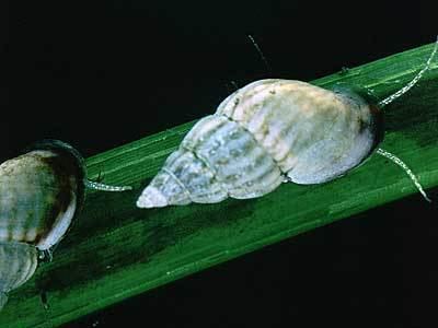 Rissoa Rissoa membranacea Marine Life Encyclopedia