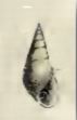 Rissoina oryza