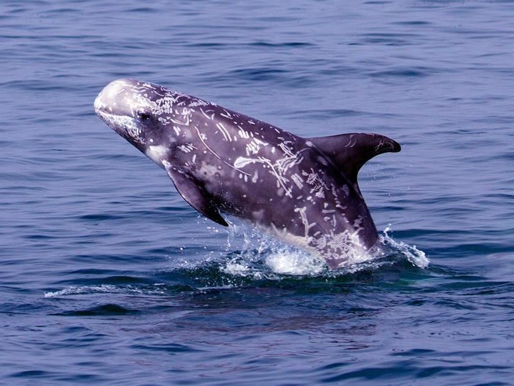 Risso's dolphin Risso39s dolphin Open Waters Marine mammals Grampus griseus at the