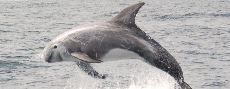 Risso's dolphin auwhalesorgsitesdefaultfilesstylesflexslide