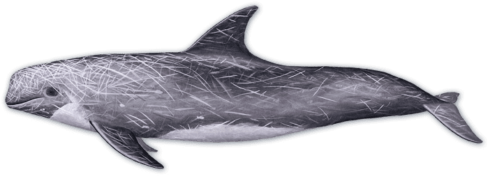 Risso's dolphin Risso39s Dolphin Dolphins Voices in the Sea