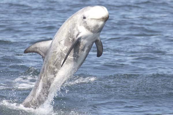 Risso's dolphin Risso39s Dolphin Grampus griseus Kaieteur News