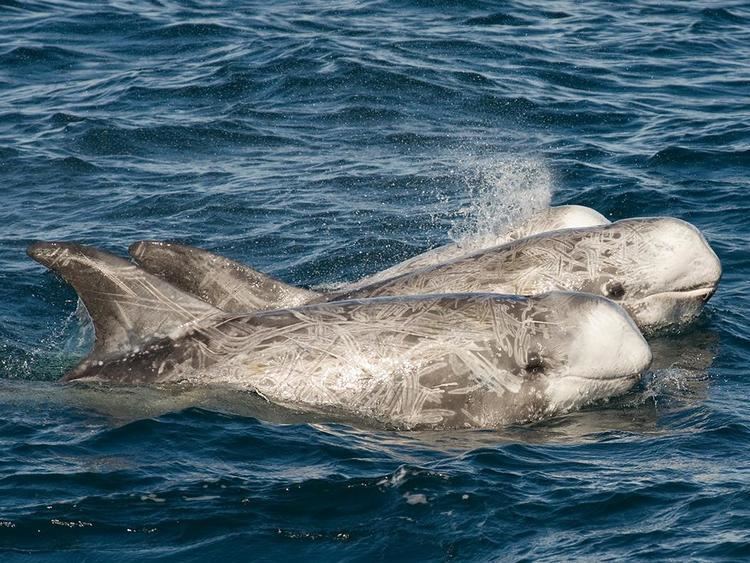 Risso's dolphin Risso39s dolphin Open Waters Marine mammals Grampus griseus at the