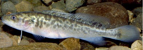 River blackfish River blackfish