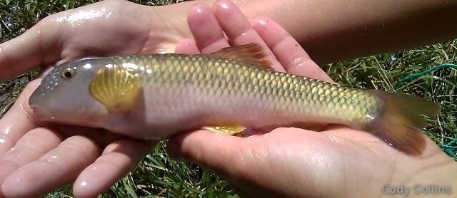 Image result for river chub