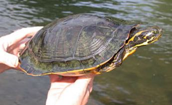 River cooter Species Profile River Cooter Pseudemys concinna SREL Herpetology